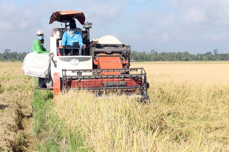 Thời điểm thu hoạch lúa làm gia tăng áp lực rầy nâu di trú.