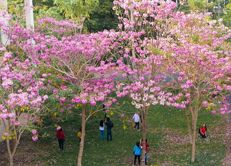 Cây kèn hồng rất được ưa chuộng do cho bóng mát và trổ hoa rất đẹp.