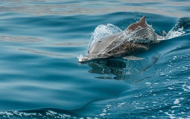 Một chú cá heo bơi trên mặt nước gần bở biển Musandam, Vịnh Oman.