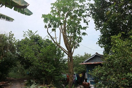  Cây đu đủ 