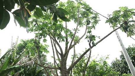 Cây đu đủ của ông Trần Văn Bên lúc nào cũng cho trái xum xuê