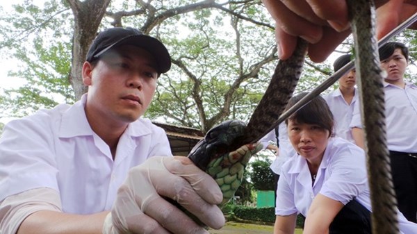 Để giúp rắn ăn uống bình thường, các chuyên gia sử dụng kềm nhỏ để giúp nó nuốt mồi nhanh hơn. Theo Trung tá Vũ Ngọc Lương - Bác sĩ chuyên khoa 1 - Chuyên gia nghiên cứu về rắn của trại Đồng Tâm, lượng thức ăn của một con hổ mang chúa bình thường bằng khoảng 25% trọng lượng cơ thể của nó, mỗi tuần ăn mồi 2 lần. 