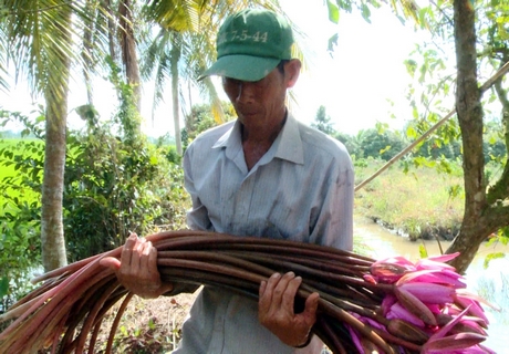 Tận dụng ao mương trồng bông súng giúp tăng thu nhập cho gia đình.