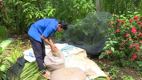 Ông Thạch Ol chăm sóc giống chuẩn bị sạ.