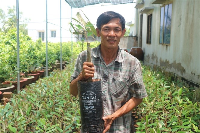 Anh Tâm giới thiệu cây sầu riêng Musang King đã ghép hoàn chỉnh