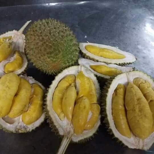 Sầu riêng Musang King