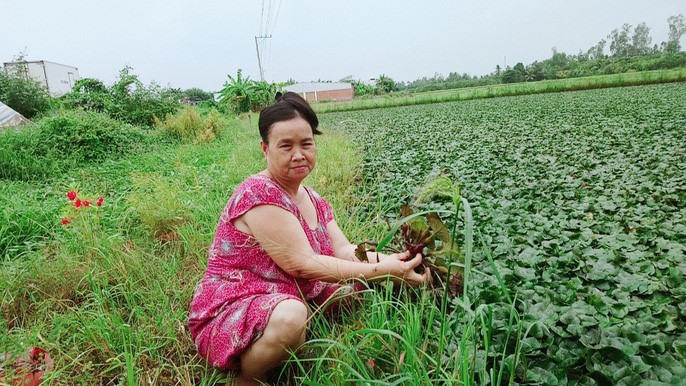 Ruộng ấu đã đến kỳ thu hoạch