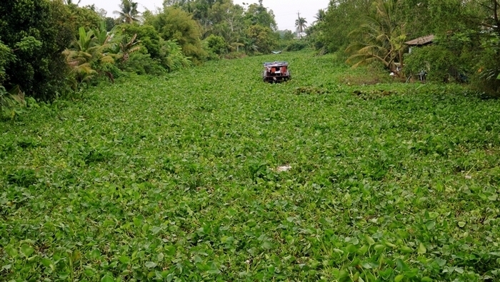 Còn đây là hình ảnh được ghi nhận tại khu vực sông Cái Tàu- Sóc Tro- đoạn qua địa phận xã Thạnh Quới, huyện Long Hồ- lục bình phủ kín cả một khúc sông.