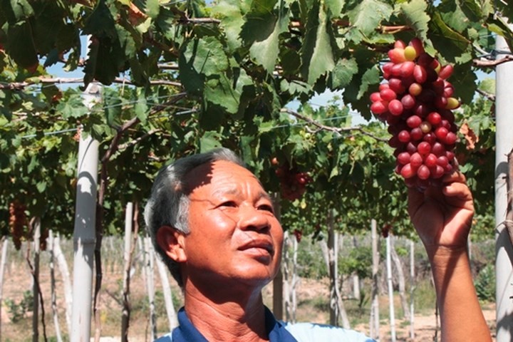 Giống nho mới này mang đến thu nhập cả trăm triệu đồng cho gia đình anh Phòng. (Ảnh: Dân Việt).