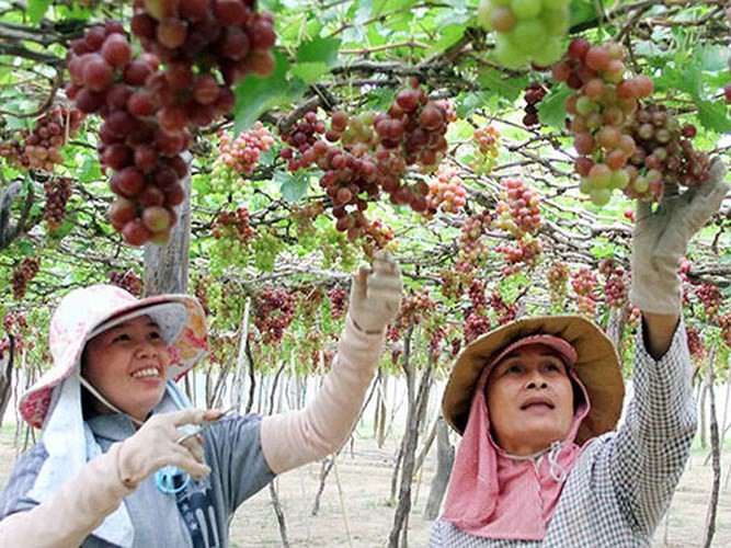 Đến nay, những hộ dân xung quanh đã nhận thấy mô hình của anh làm ăn có hiệu quả và đã tìm đến học tập kinh nghiệm. (Ảnh: Tiền phong).