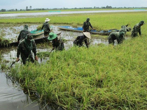 Năm 2017 lũ về sớm, gây hại nhiều diện tích lúa ở Long An. Đây là bài học để ngành nông nghiệp và người dân đề phòng trong mùa lũ 2018 này 