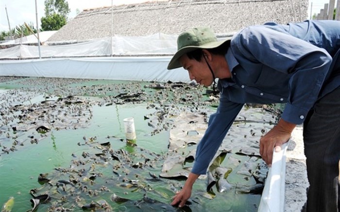 Mặc dù chuyện nuôi ếch ban đầu gặp thất bại, nhưng với tính cần cù, chịu khó anh Nữa đã vượt qua mọi khó khăn nuôi ếch thành công. (Ảnh: Nông nghiệp Việt Nam)