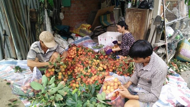 Đóng gói chôm chôm đầu vụ giao cho thương lái