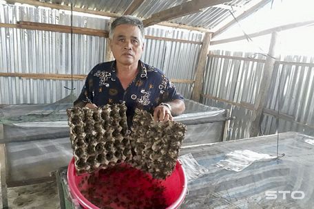  Mô hình nuôi dế thương phẩm đã mang lại thu nhập cao cho gia đình ông Nguyễn Văn Thông, ở ấp Tân Mỹ, xã Mỹ Hương, huyện Mỹ Tú, tỉnh Sóc Trăng.