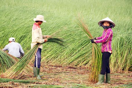 Cơ cấu lại ngành nông nghiệp đã đạt được một số kết quả tích cực trong sản xuất, cơ cấu cây trồng chuyển dịch đúng hướng.