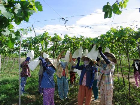 Các nông dân Ninh Thuận dùng bao để bảo quản trái nho ở giai đoạn làm trái, kỹ thuật này giúp hạn chế sâu bệnh.