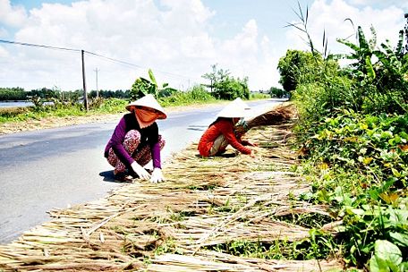  Bông sậy khi vào mùa mang về nguồn thu nhập khá lớn cho người dân dưới tán rừng U Minh Hạ.