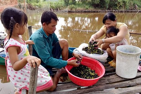  Mỗi ngày một người có thể hái hàng chục ký trái giác, thu nhập từ 200.000-250.000 đồng. Vào chính vụ, mỗi người có thu nhập từ 300.000-400.000 đồng/ngày.