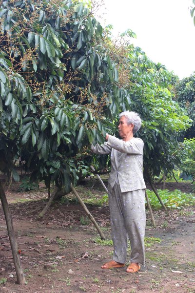 Niềm vui tuổi về già của cô Bảy là chăm sóc vườn nhãn chục năm tuổi- tâm huyết của vợ chồng cô.