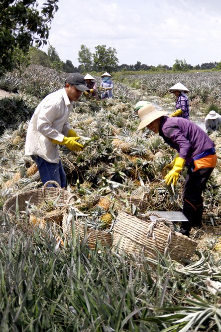 Thương lái vào tận ruộng khóm để thu mua.