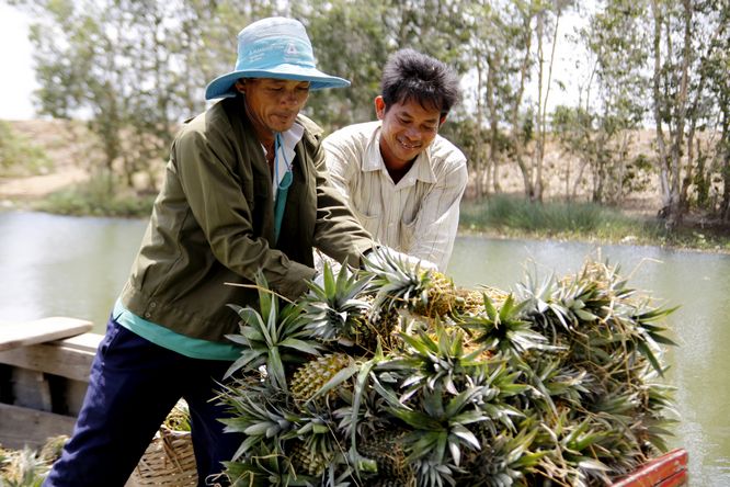 Nhờ có hệ thống kinh đào xẻ ngang xẻ dọc, ghe đến tận ruộng chở khóm.