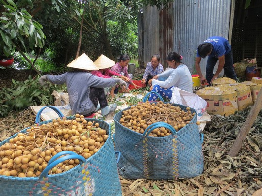 Hợp tác xã Nông sản an toàn An Hòa - mô hình hội quán đầu tiên của tỉnh Đồng Tháp đi lên hợp tác xã Ảnh: ÂN NAM