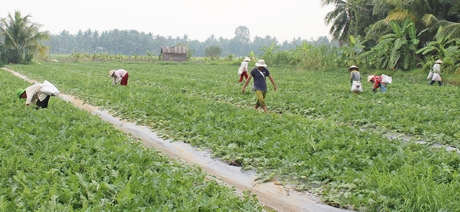 Xã Hòa Bình đang quan tâm đầu tư phát triển sản xuất, hỗ trợ khoa học kỹ thuật cho bà con nông dân.