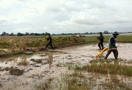 Bộ đội địa phương giúp nông dân thu hoạch lúa. Ảnh: TUẤN QUANG