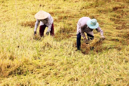 Lúa Hè Thu đổ ngã do mưa nên người dân phải cắt bằng tay.