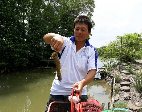 Ông Hiện là người đầu tiên thực hiện mô hình nuôi tôm tích lồng nhựa ở xứ Đất Mũi. (Ảnh: Chúc Ly).