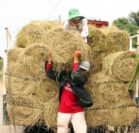 Tận thu nguồn rơm góp phần gia tăng thu nhập.