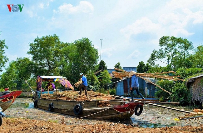 Thời gian gần đây đời sống người dân U Minh hạ đã có nhiều thay đổi nhờ cây tràm, cây keo lai.