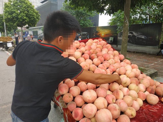 Các thương lái đều khẳng định đây là đào Tiên có xuất xứ từ tỉnh Lào Cai