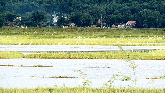 Đàn cò trắng tìm mồi ven đầm