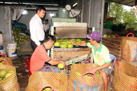 Mô hình liên kết sản xuất- tiêu thụ bưởi Năm Roi ở xã Mỹ Hòa (TX Bình Minh) giúp đưa đặc sản bưởi Năm Roi vươn ra thế giới. Trong ảnh: Sơ chế bưởi Năm Roi tại Công ty TNHH Thương mại Hương Bưởi Mỹ Hòa.