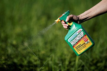 Thuốc diệt cỏ glyphosate được cho là gây ung thư. Ảnh: P.V