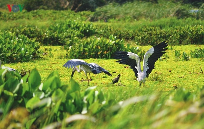 Cò, điêng điểng, giang sen, sếu đầu đỏ,… giữa khung cảnh mênh mông của cánh đồng lúa trời, cỏ năng, sen hồng, sen trắng. Một số vườn quốc gia còn có dịch vụ cho du khách trải nghiệm câu cá, giăng lưới rất thú vị.