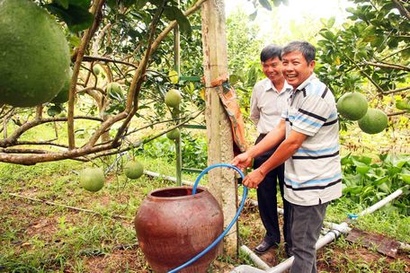 Mô hình tưới tiết kiệm hòa phân chăm sóc bưởi da xanh giúp tiết kiệm nước, phân bón giảm từ 20- 30% góp phần nâng cao hiệu quả sản xuất