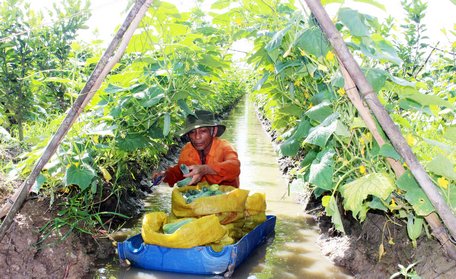 Nhiều nông dân cho hay, giá rau củ tăng nhưng thời tiết thay đổi thất thường nên năng suất không cao.