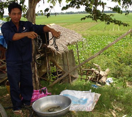  Ngoài cá linh, những sản vật mùa nước nổi khác như chuột, rắn... cũng giúp người dân vùng lũ ổn định cuộc sống.