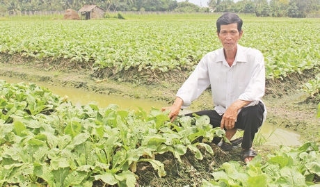 Nhờ ứng dụng tiến bộ khoa học kỹ thuật vào sản xuất, mô hình trồng củ cải trắng đang mang lại thu nhập khá cho nông dân xã Long Mỹ.
