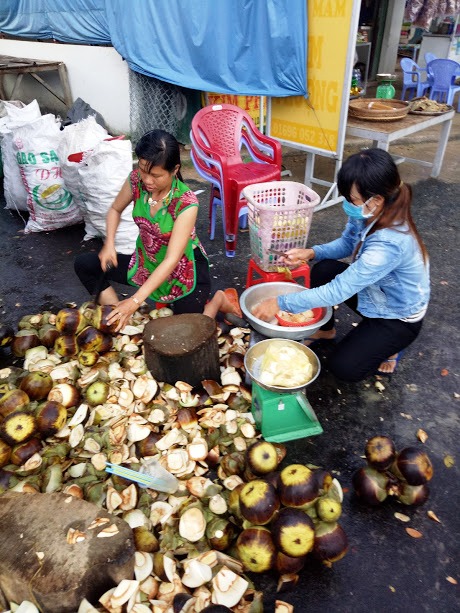 Lấy nước trái thốt nốt chế biến các loại nước giải khát hay làm đường thốt nốt.