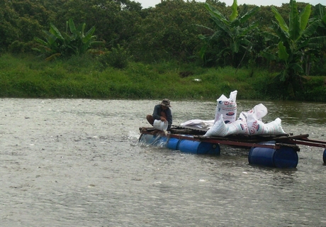 Tiêu thụ cá tra hiện phụ thuộc rất lớn vào thị trường, dễ gặp rủi ro.