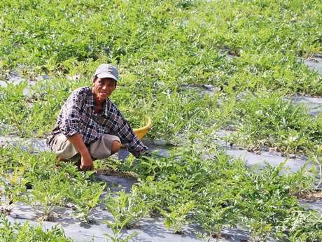 Sau khi trồng khoai lang, anh Nguyễn Thanh Nhân trồng dưa hấu để cải thiện đất.