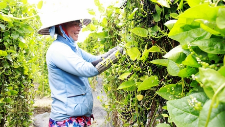 Nghề lấy hạt mồng tơi giúp chị Đặng Thị Hiền có thu nhập ổn định.