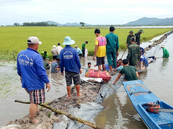 Lúa thu đông ở xã Vĩnh Gia, huyện Tri Tôn bị vỡ bờ bao gây ngập, người dân nỗ lực gia cố cứu lúa. ẢNH:  HUỲNH LỢI 