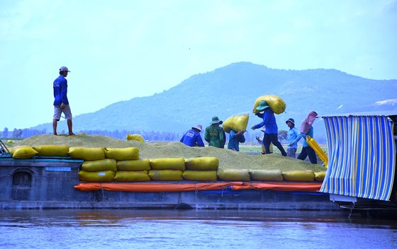 Nông dân vùng biên giới Tri Tôn bán lúa cho thương lái tại ruộng đang bị lũ uy hiếp. ẢNH:  HUỲNH LỢI 