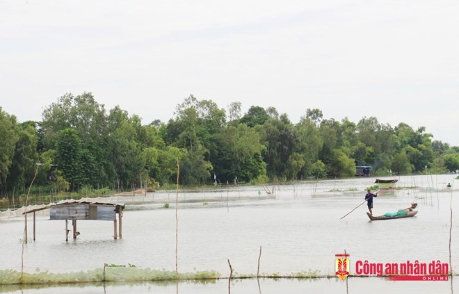 Với diện tích 1 hec ta mặt nước, anh Phú thả 3 tấn cá linh non.