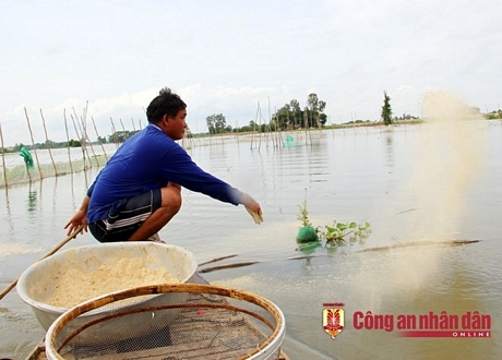 Thức ăn của cá linh là lượng phù du còn sót lại trên đồng và cám xay từ vụ lúa Hè - Thu vừa thu hoạch.