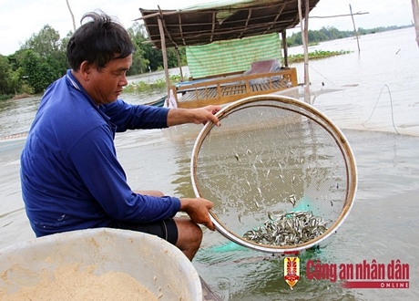 Chỉ sau 15 ngày là có thể xuất bán.